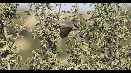 Eurasian Blackcap