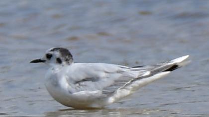 Little Gull