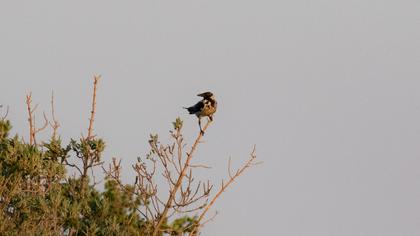 Hooded Crow