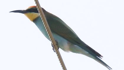 European Bee-eater