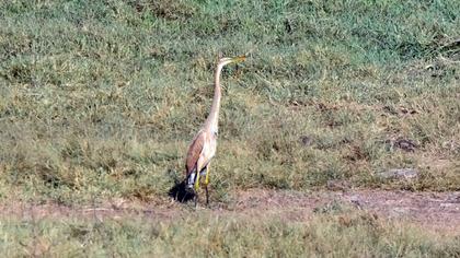 Erguvani balıkçıl