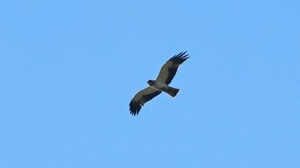Booted Eagle