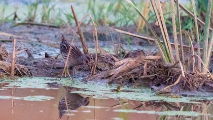 Spotted Crake