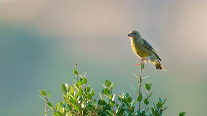 European Greenfinch