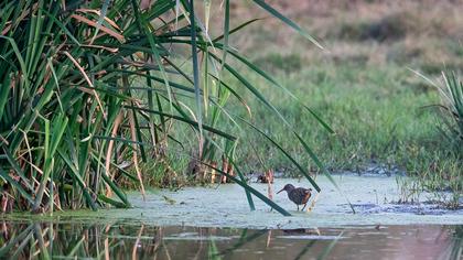 Water Rail