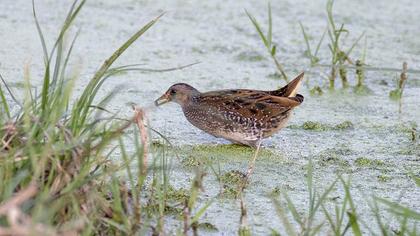 Spotted Crake