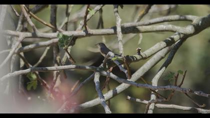 Red-breasted Flycatcher