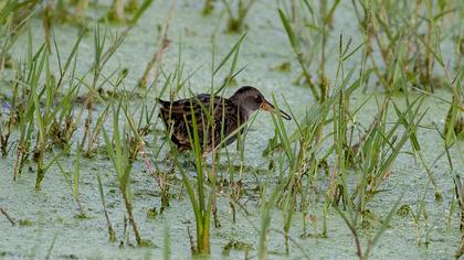 Water Rail