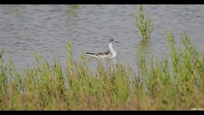Red-necked Phalarope