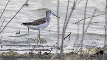 Common Greenshank