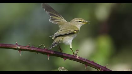Willow Warbler