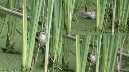 Sedge Warbler