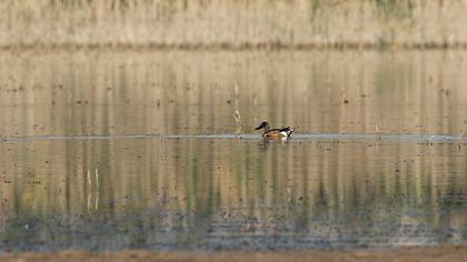 Northern Shoveler