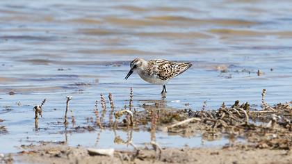 Little Stint