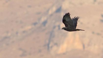 Western Marsh Harrier