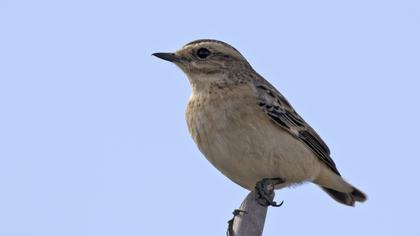 Whinchat