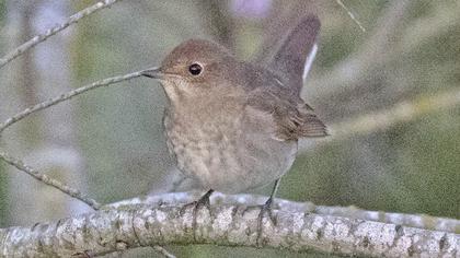 Thrush Nightingale