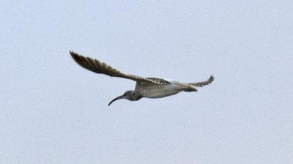 Eurasian Curlew