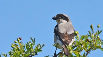 Lesser Grey Shrike