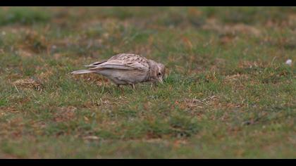 Eurasian Skylark