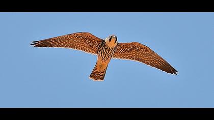 Eurasian Hobby