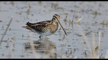 Common Snipe
