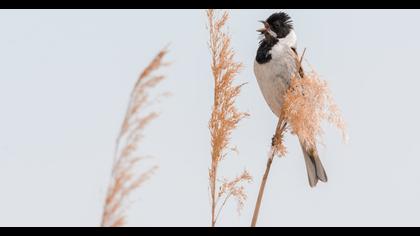 Common Reed Bunting