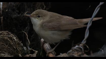 Eurasian Reed Warbler