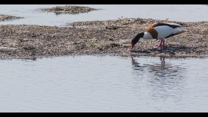 Common Shelduck