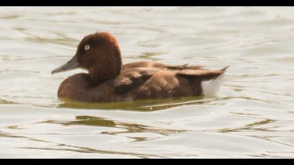 Ferruginous Duck