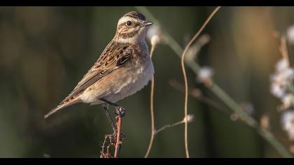 Whinchat