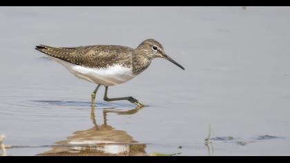 Green Sandpiper