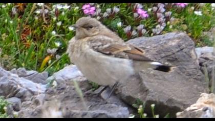 Water Pipit