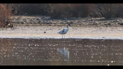 Pied Avocet