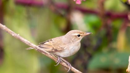 Booted Warbler