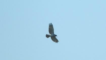 Short-toed Snake Eagle