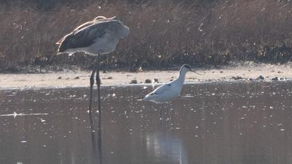 Pied Avocet