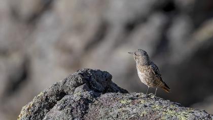 Common Rock Thrush