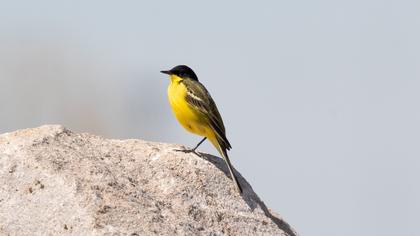Western Yellow Wagtail