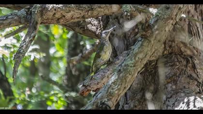 European Green Woodpecker