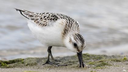 Sanderling