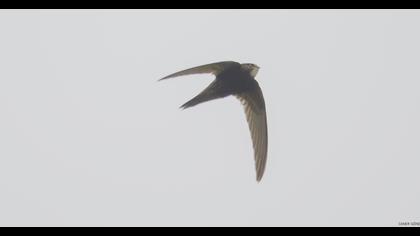 Common Swift