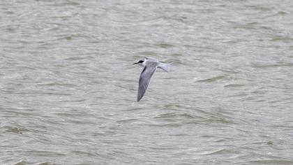 Sandwich Tern