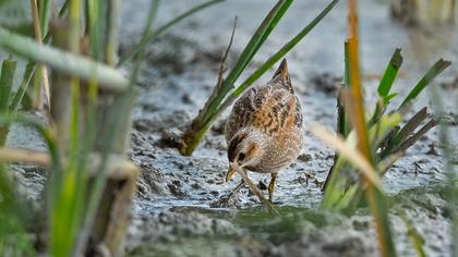 Spotted Crake