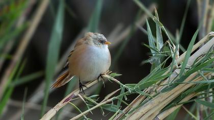 Bearded Reedling