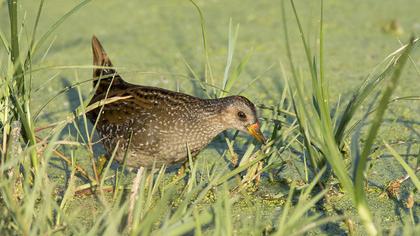 Spotted Crake