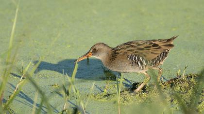 Water Rail