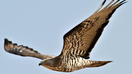 European Honey Buzzard