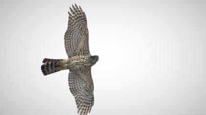 Northern Goshawk