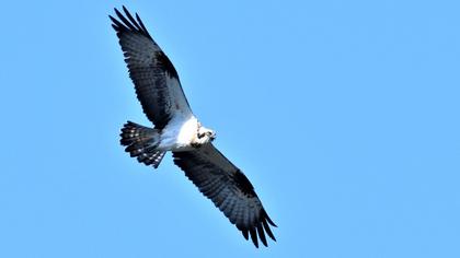 Western Osprey